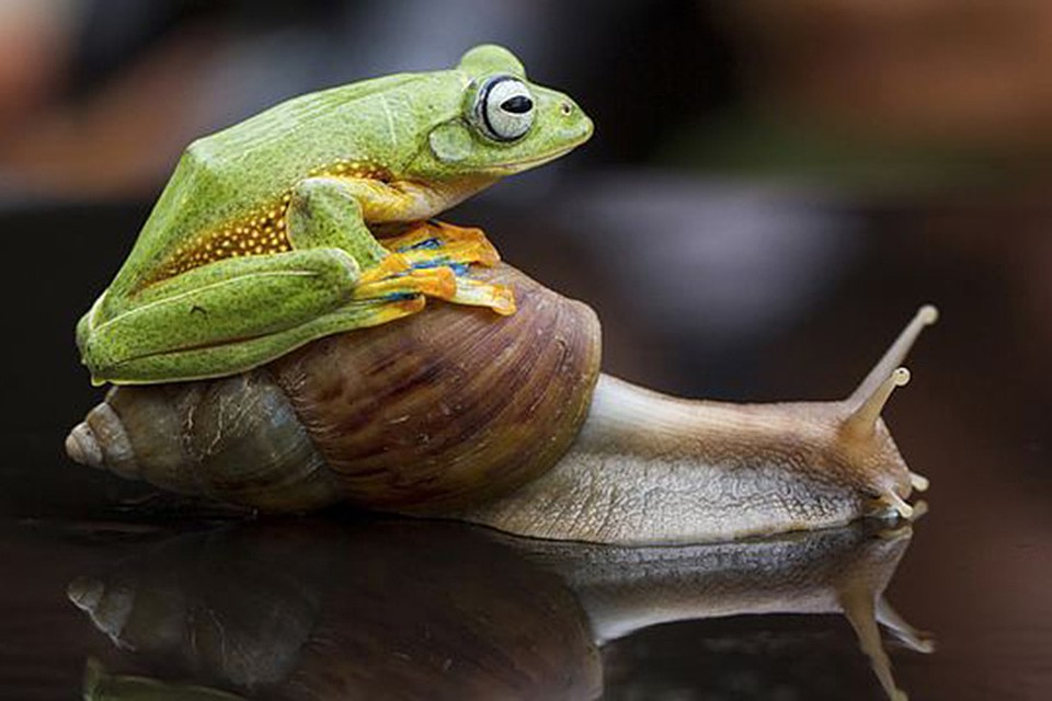 Своя ніша: як заробити на розведенні равликів та жаб – коментар Івана Шпака, аналітика  Pro-Consulting. Agrovery